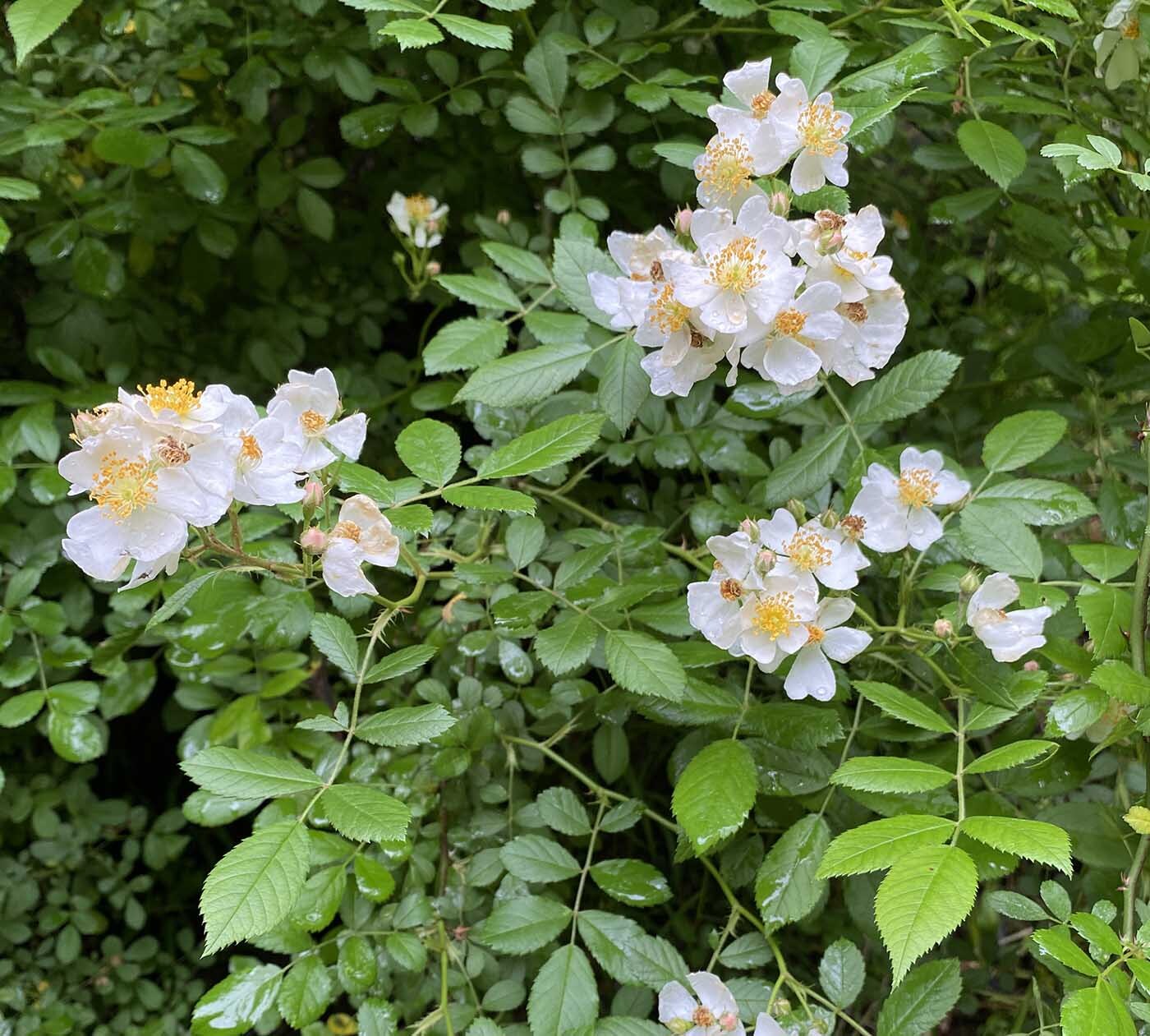  رز سفید خوشه ای 